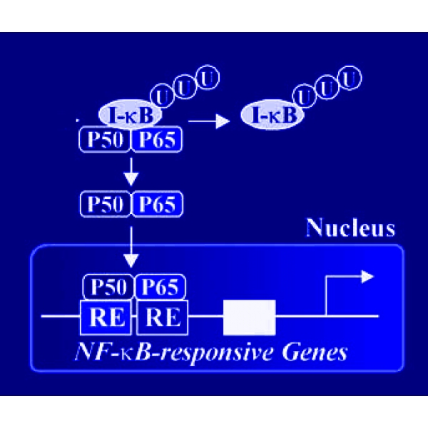 NF-kappa B Activation Assay Kit | Syn: NFKB, NF-kB, NF-{kappa}B ...